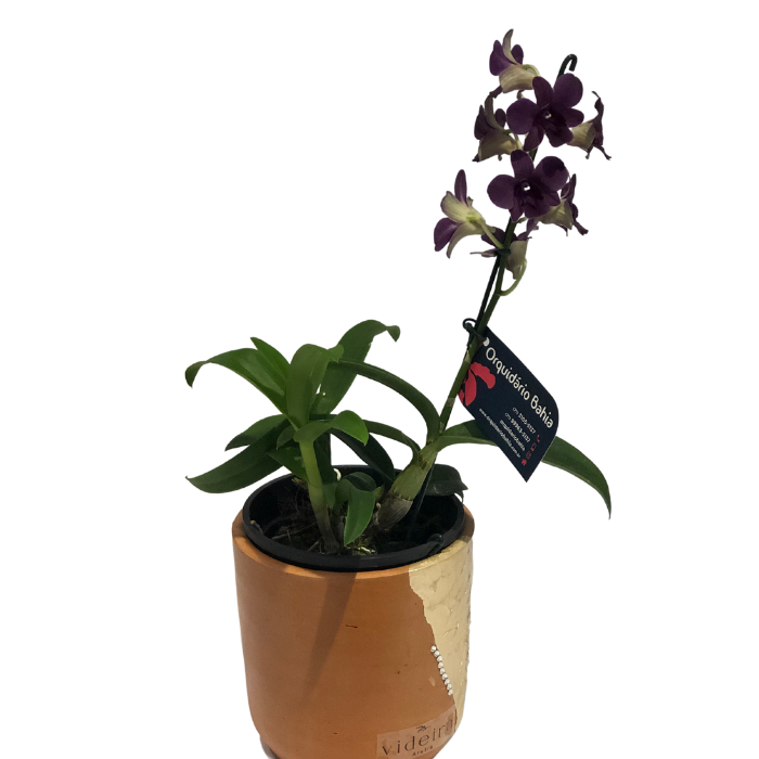 Orquídea Denphal Roxa - Salvador Norte Online