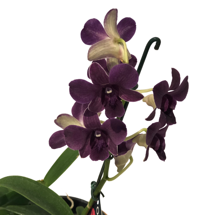 Orquídea Denphal Roxa - Salvador Norte Online