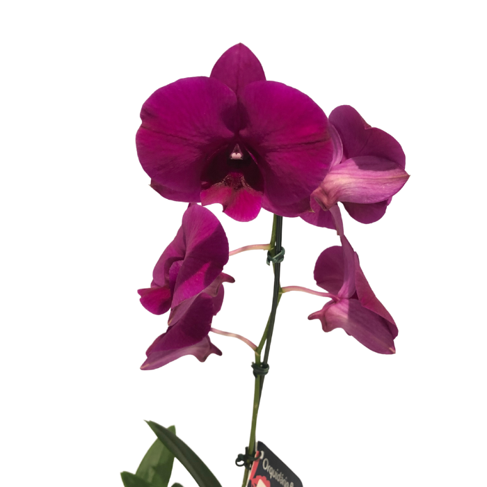 Orquídea Denphal Rosa - Salvador Norte Online